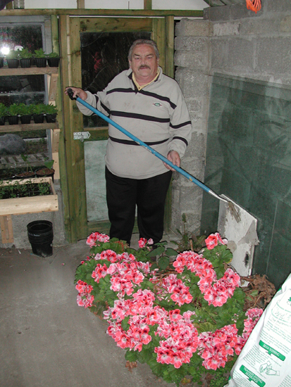 Mossy (Maurice) Bradfield in his greenhouse in Kinsale.jpg 277.2K